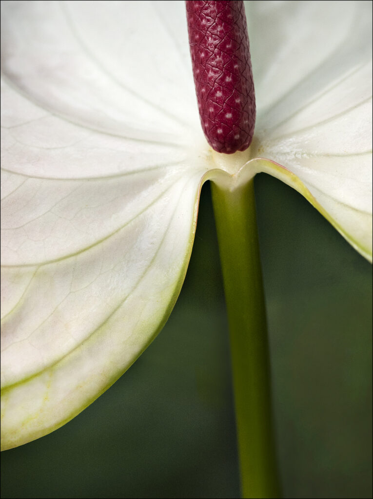 Close-up Photo of an Anthurium stem