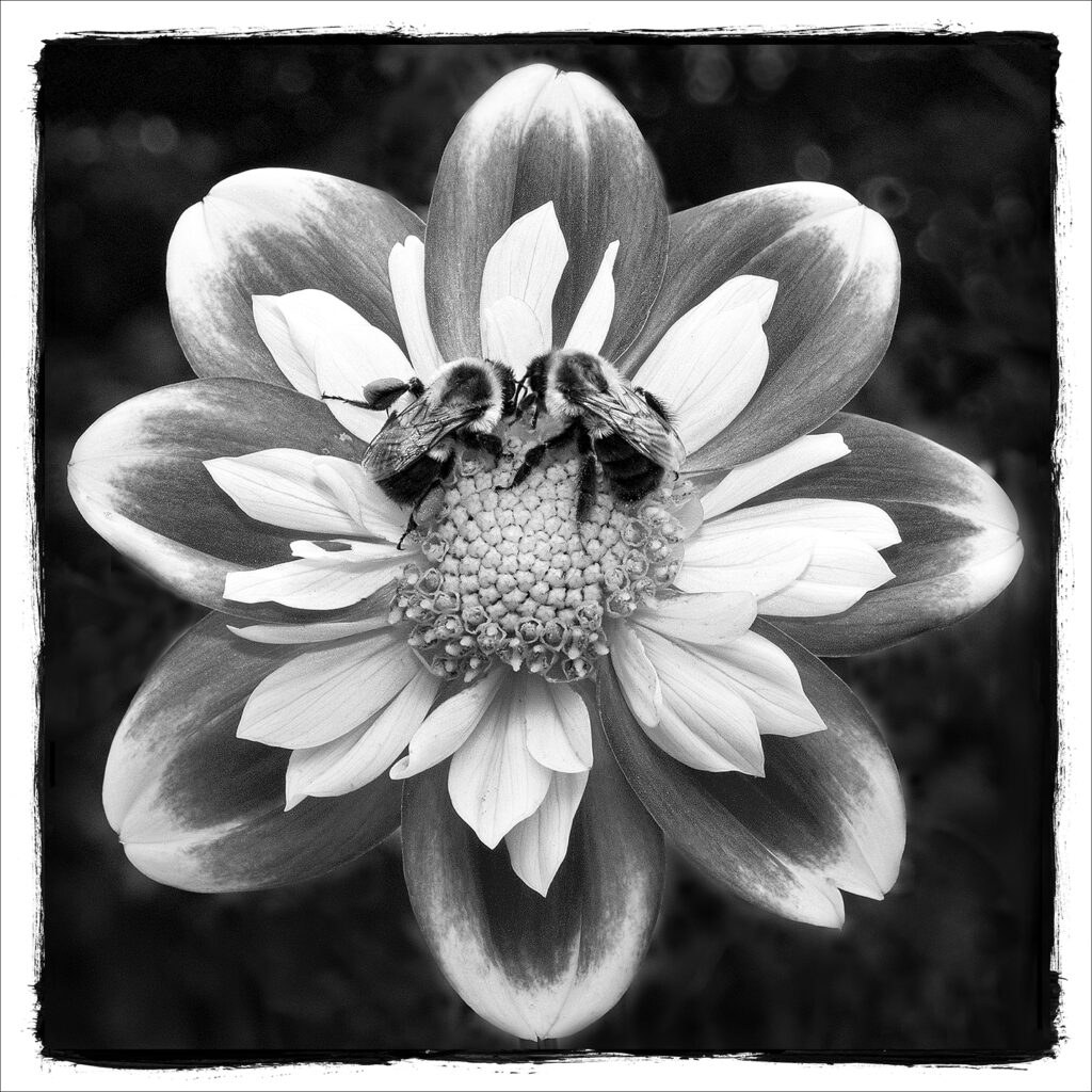 Black and White Image of a flower