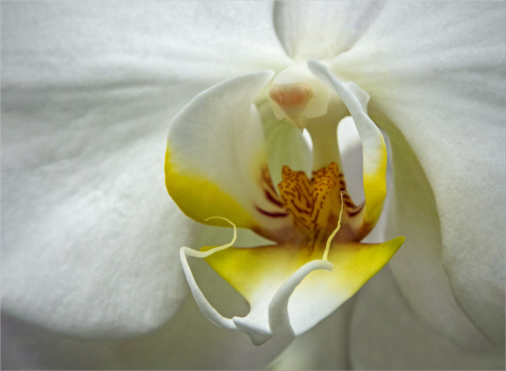 Close-Up Photo of the Center of a White Orchid